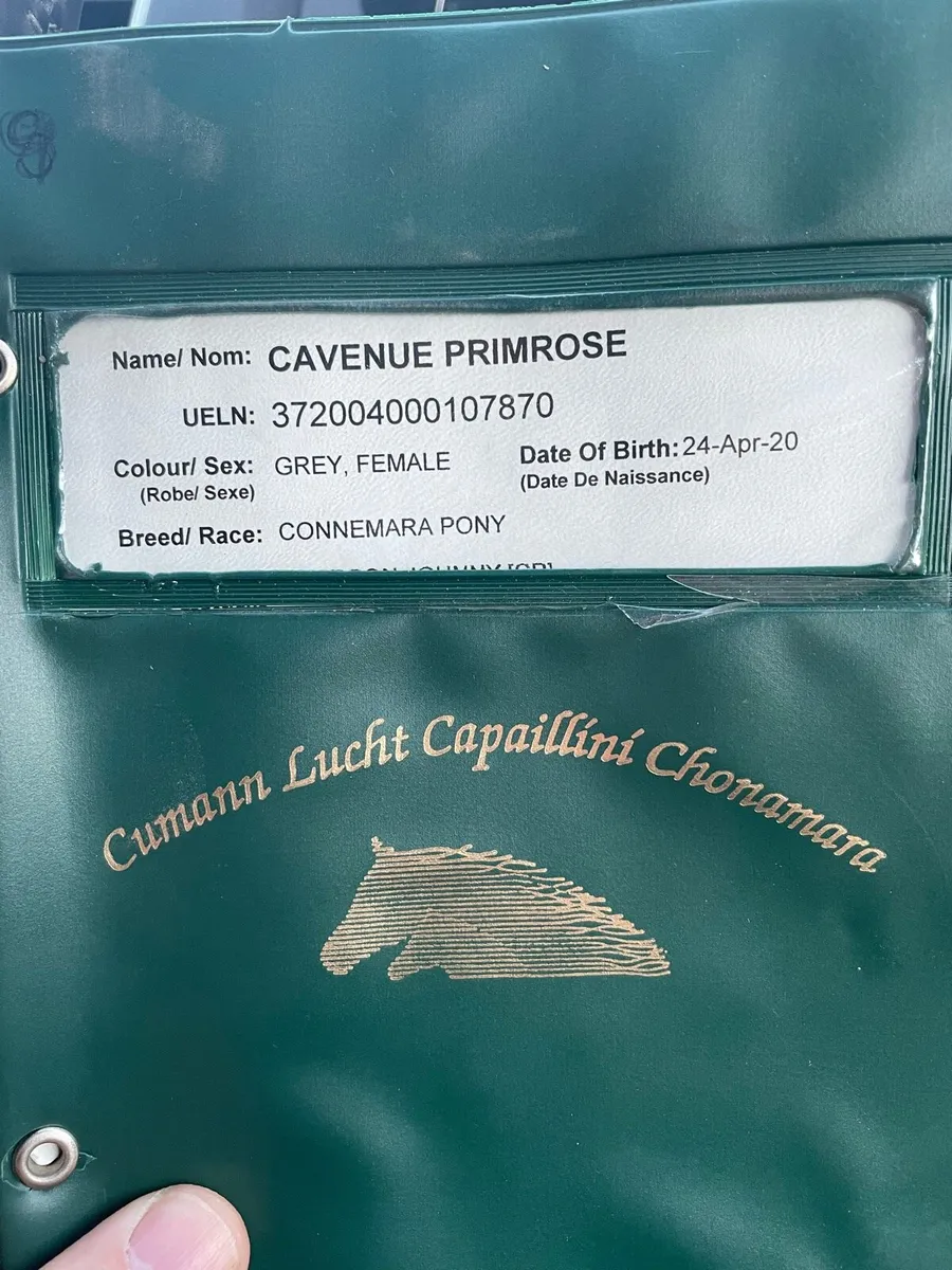 2 Connemara mares in foal - Image 2