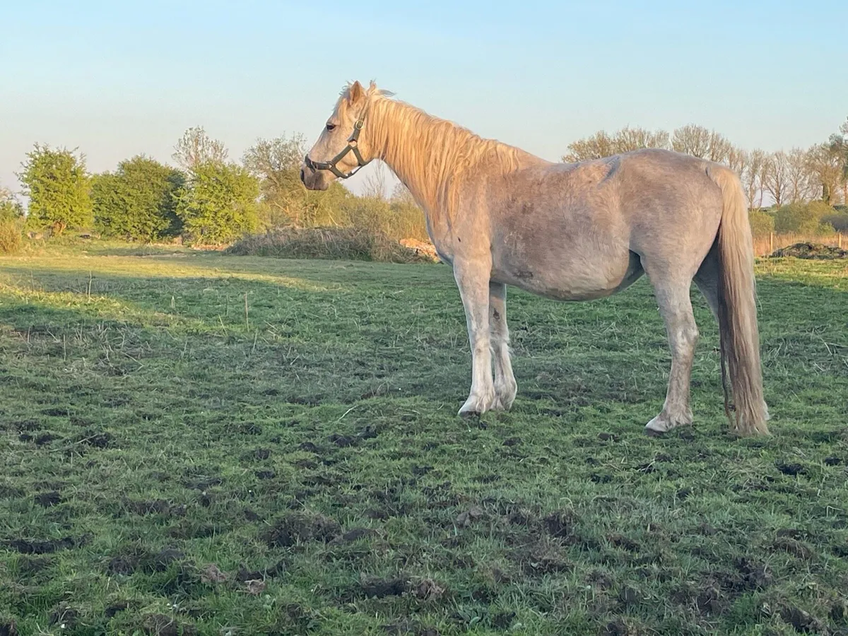 2 Connemara mares in foal - Image 4