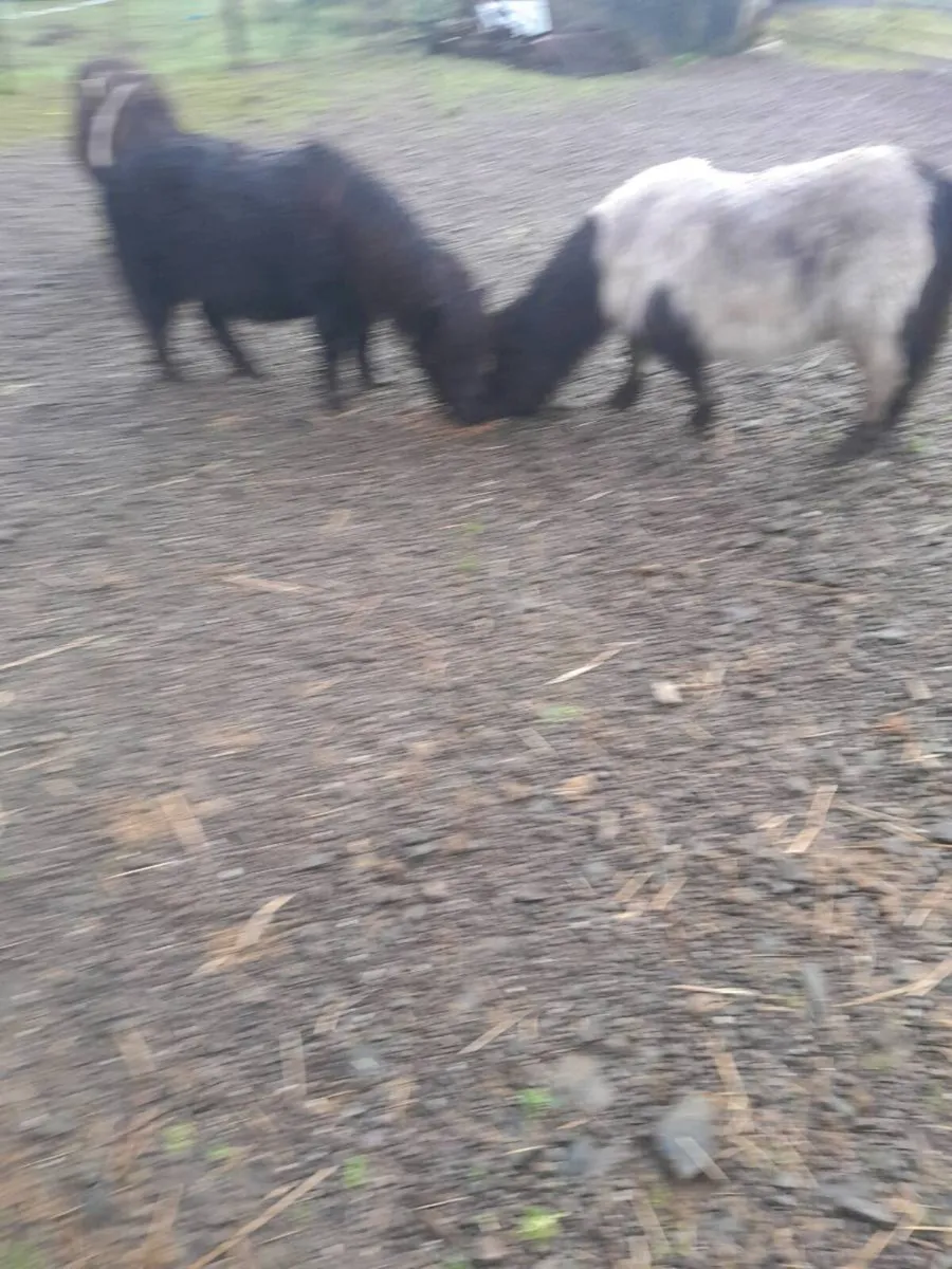 Miniature Mare - Image 1