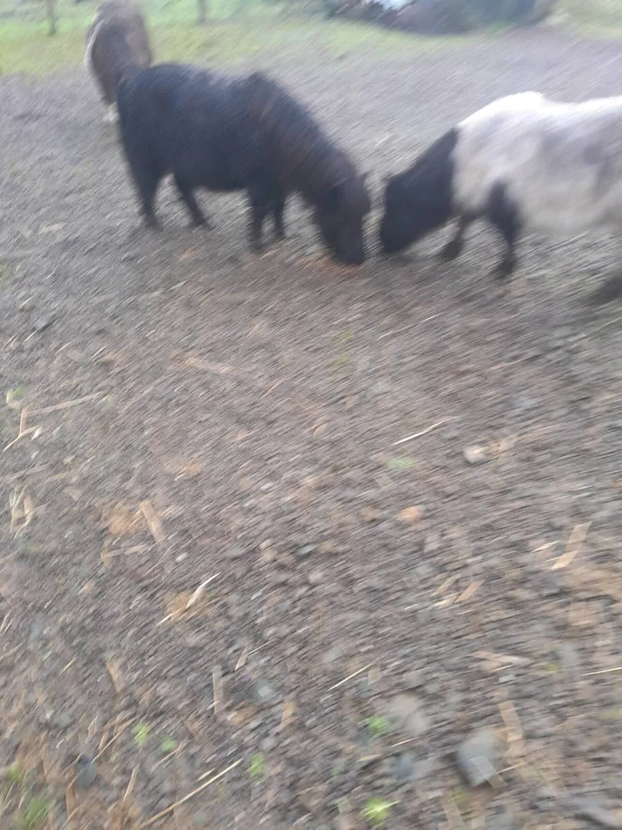 Miniature Mare - Image 2