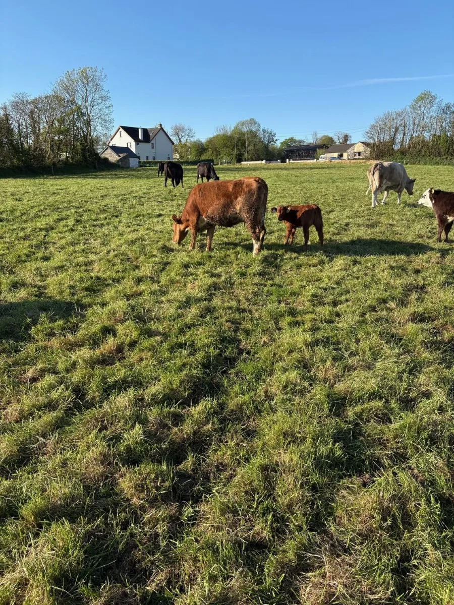 Suckler Cows with Calves - Image 2