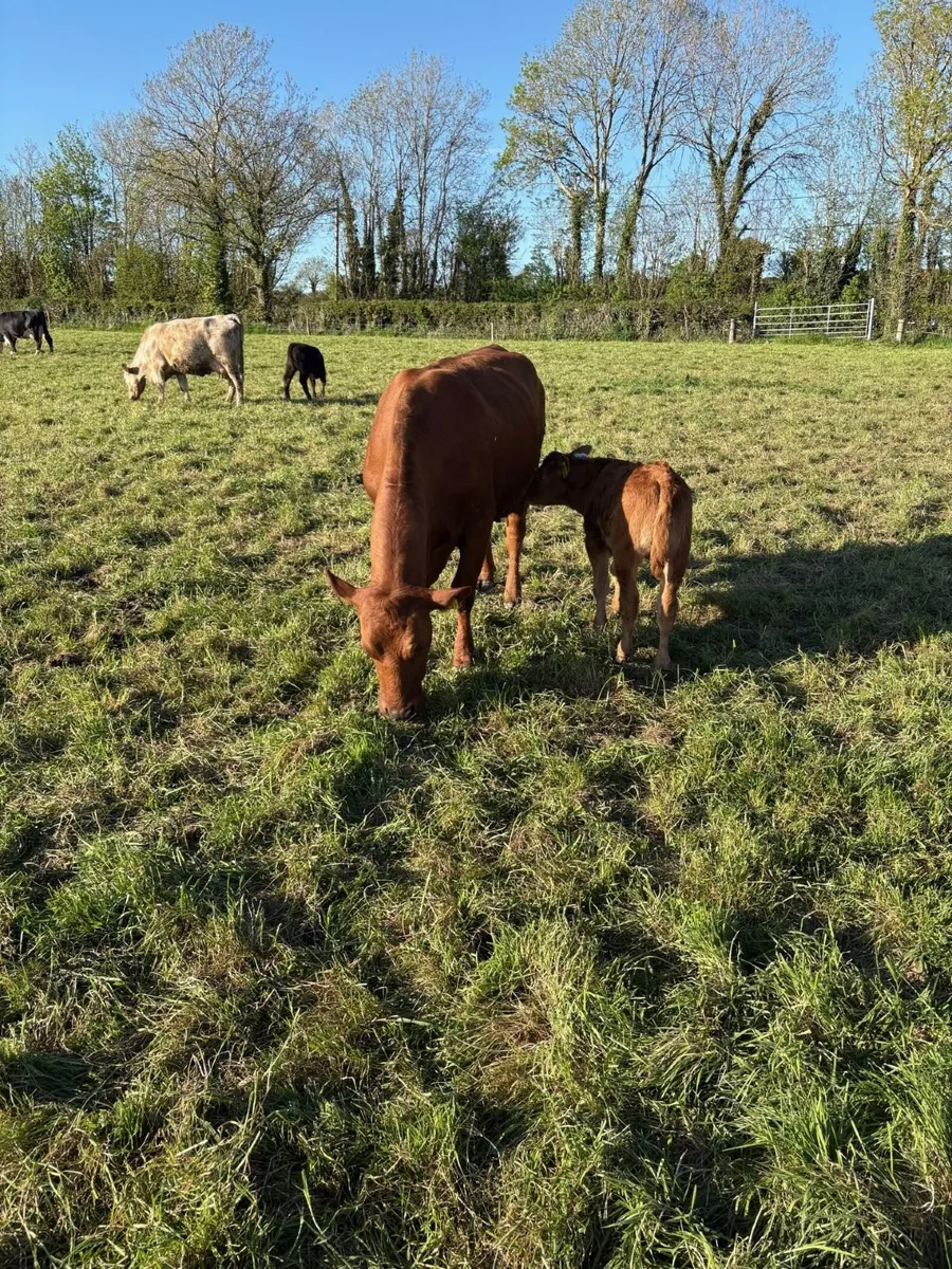 Suckler Cows with Calves - Image 3