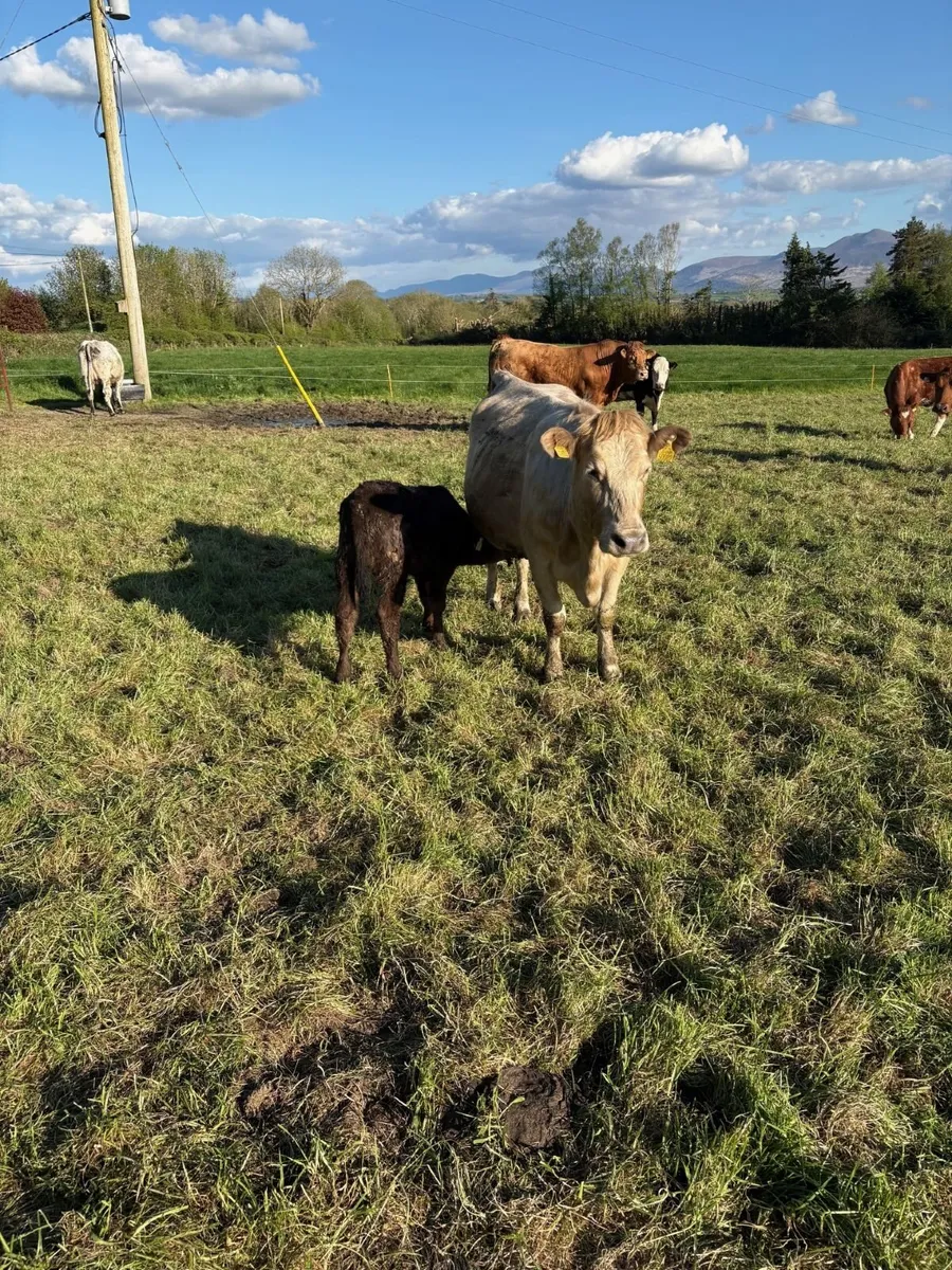 Suckler Cows with Calves - Image 4