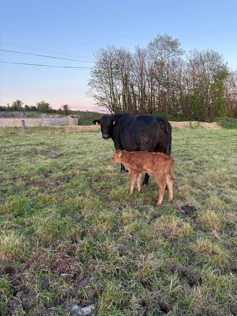 Suckler Cows with Calves - Image 1