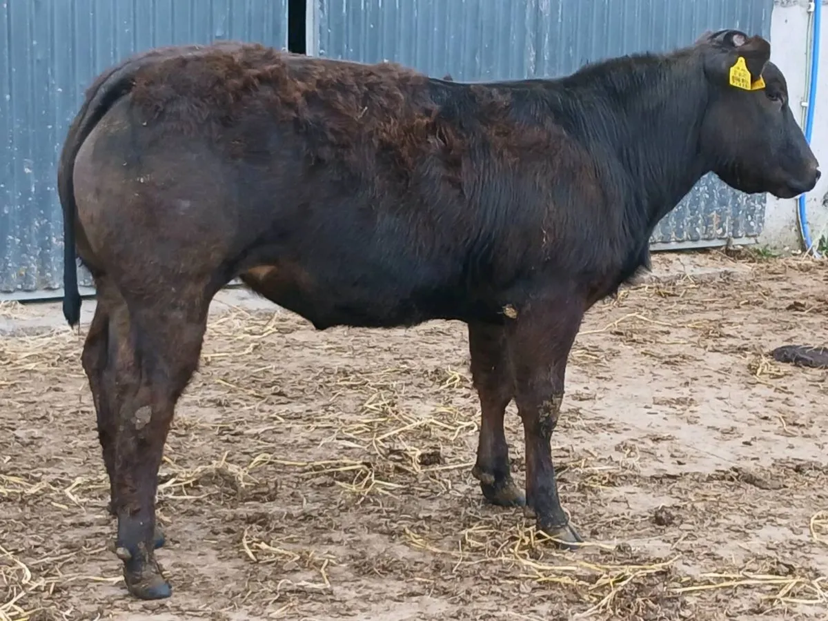1 top quality   U+  LMX Heifer for sale - Image 2