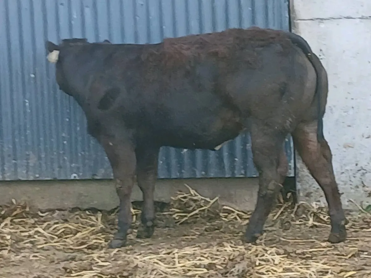 1 top quality   U+  LMX Heifer for sale - Image 3