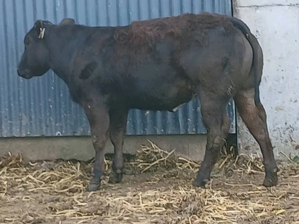 1 top quality   U+  LMX Heifer for sale - Image 1