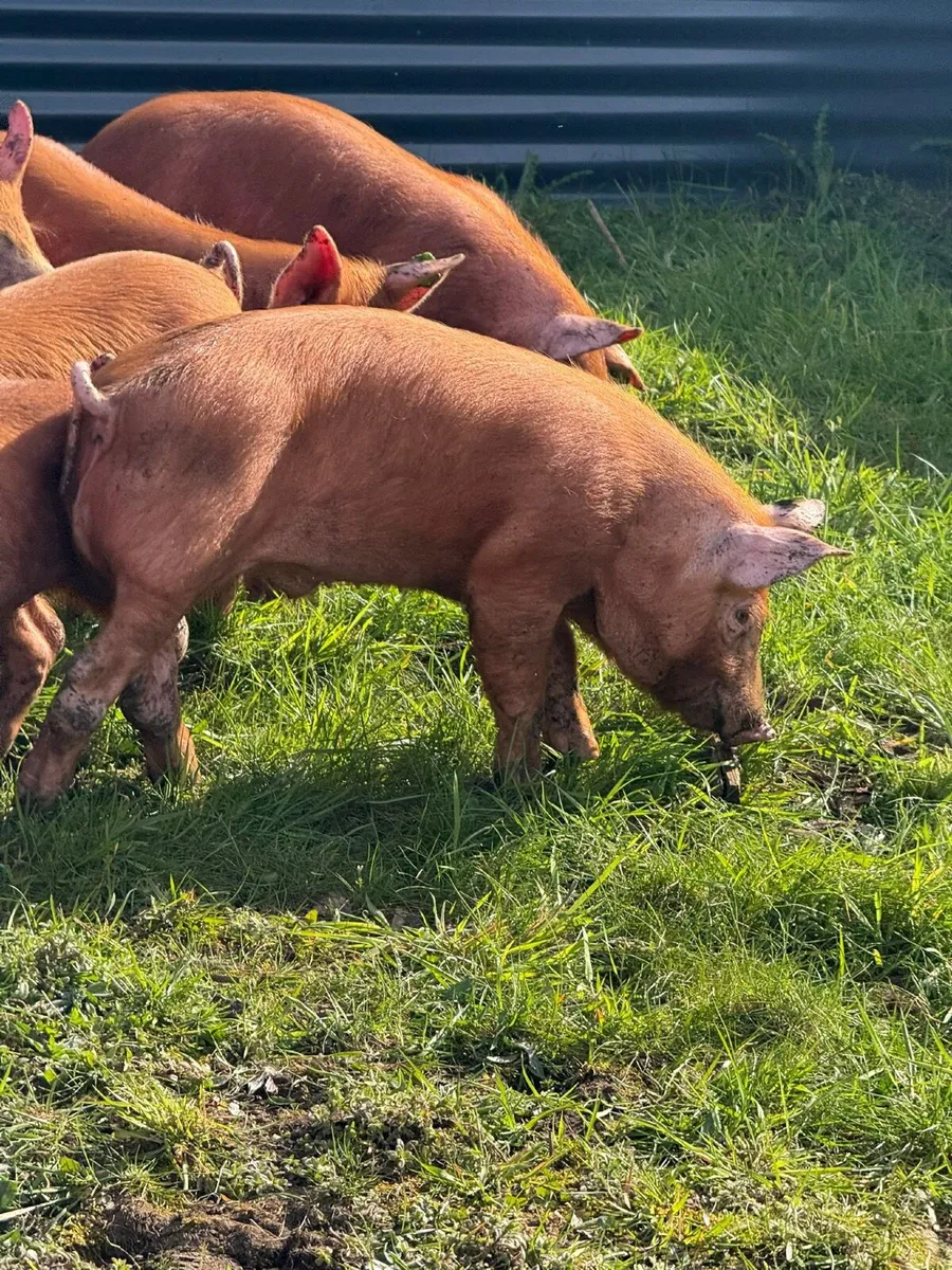 PB TAMWORTH WEANERS / PIGLETS - Image 1
