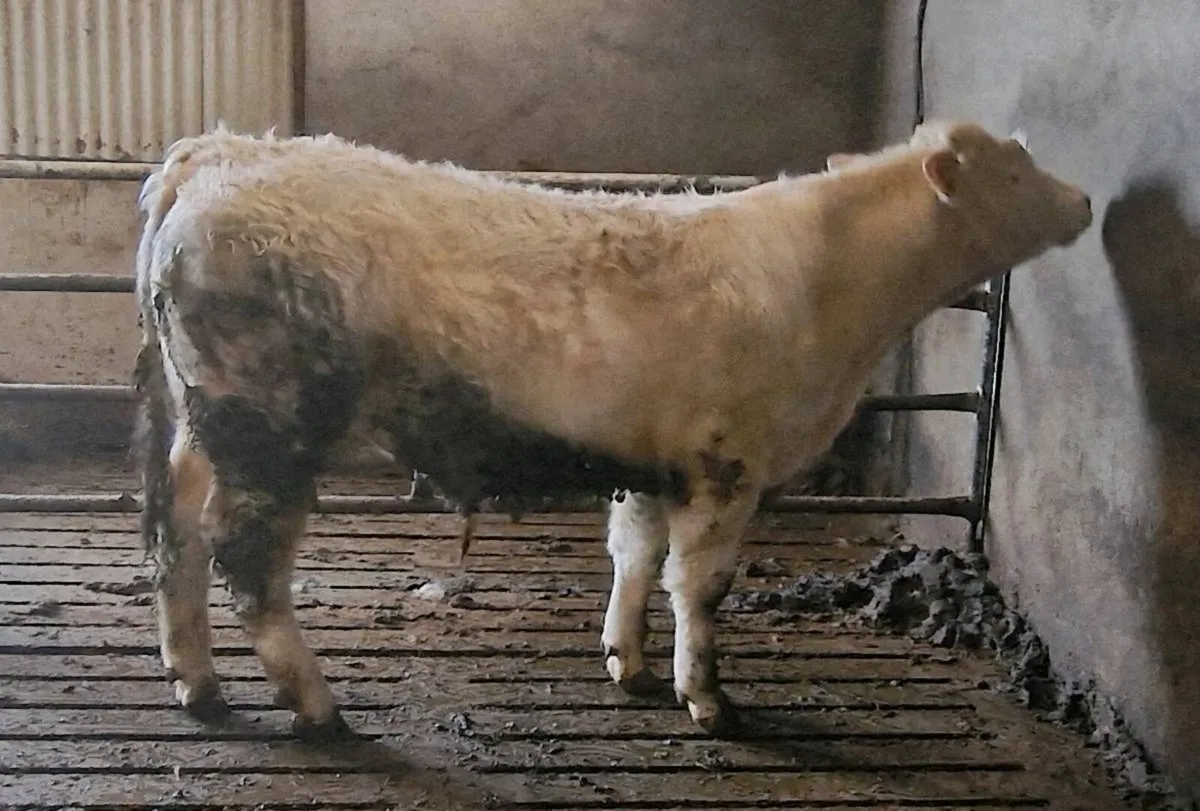 Purebred Charolais Bull - Image 1