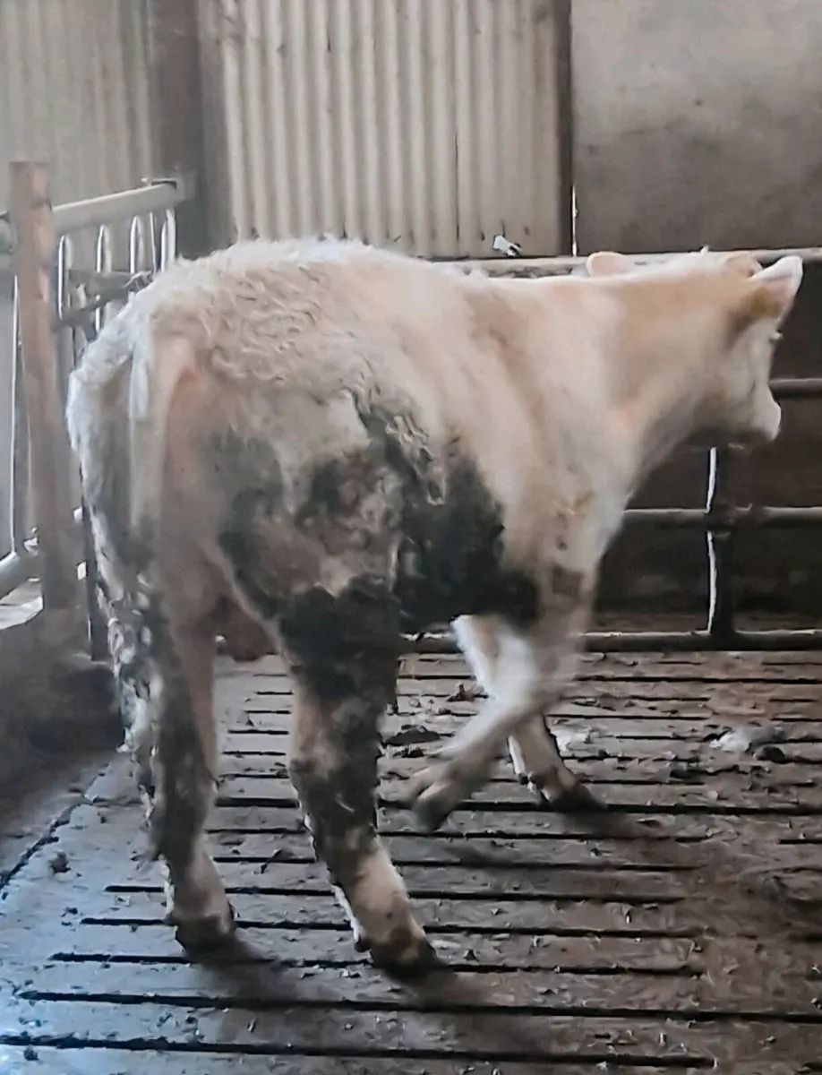 Purebred Charolais Bull - Image 2