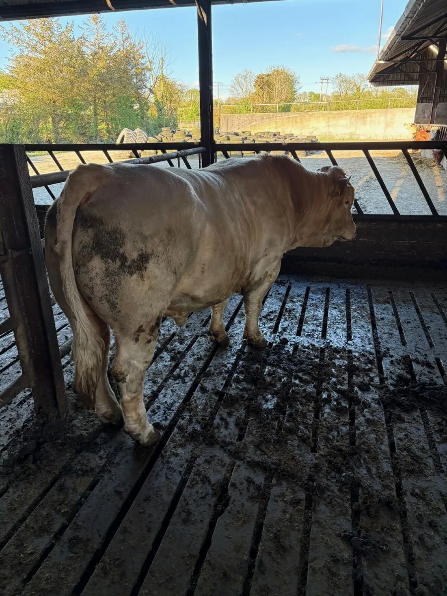 Charolais Bull for breeding - Image 2