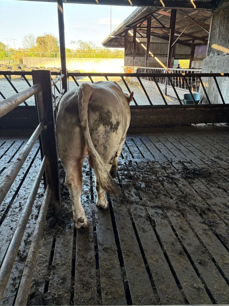 Charolais Bull for breeding - Image 4