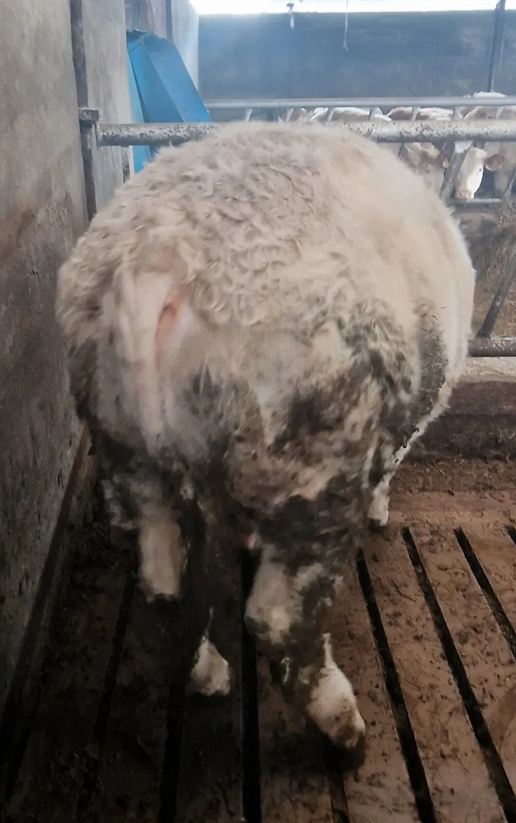 Purebred Charolais Bull - Image 3
