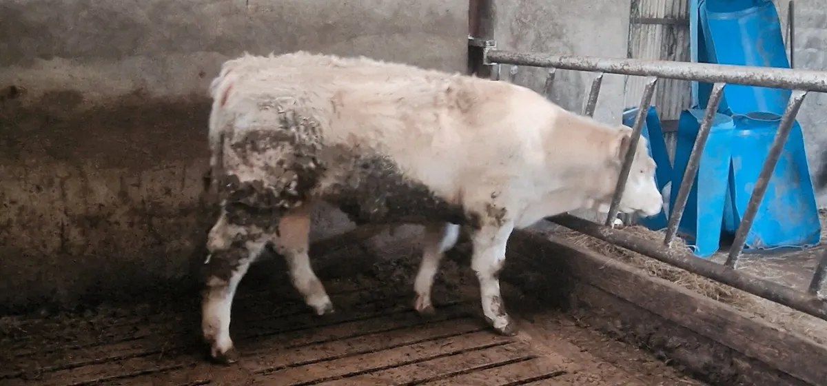Purebred Charolais Bull - Image 4
