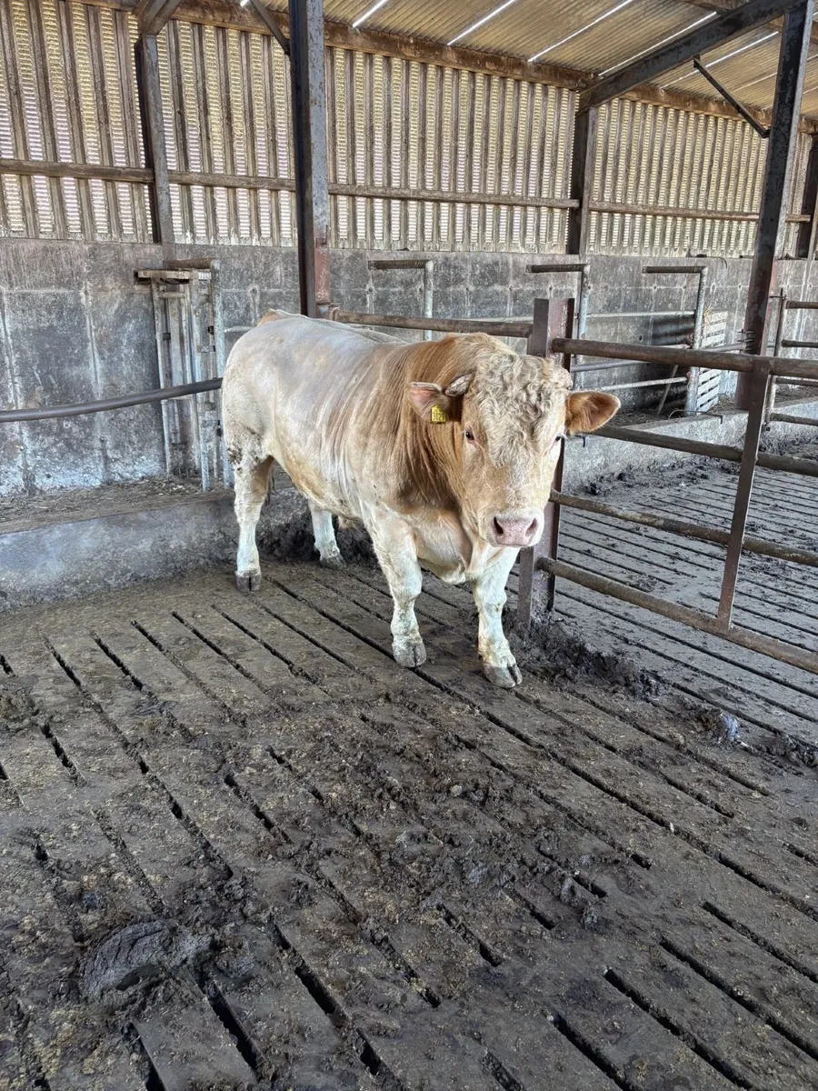 Charolais Bull for breeding - Image 1