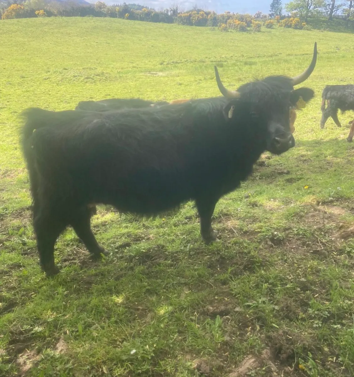 Miniature Highland Cows with calves at foot - Image 3