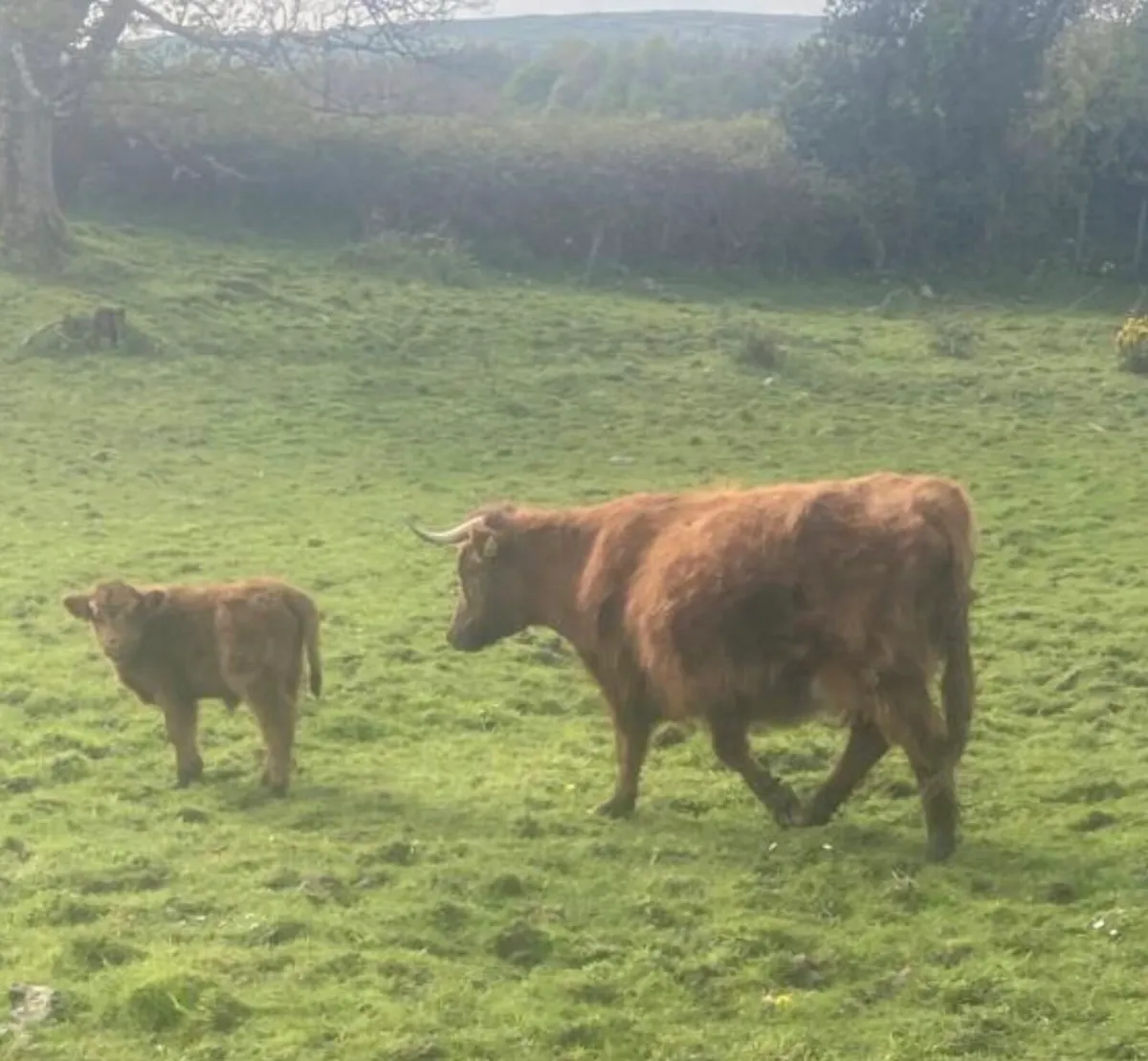 Miniature Highland Cows with calves at foot - Image 4