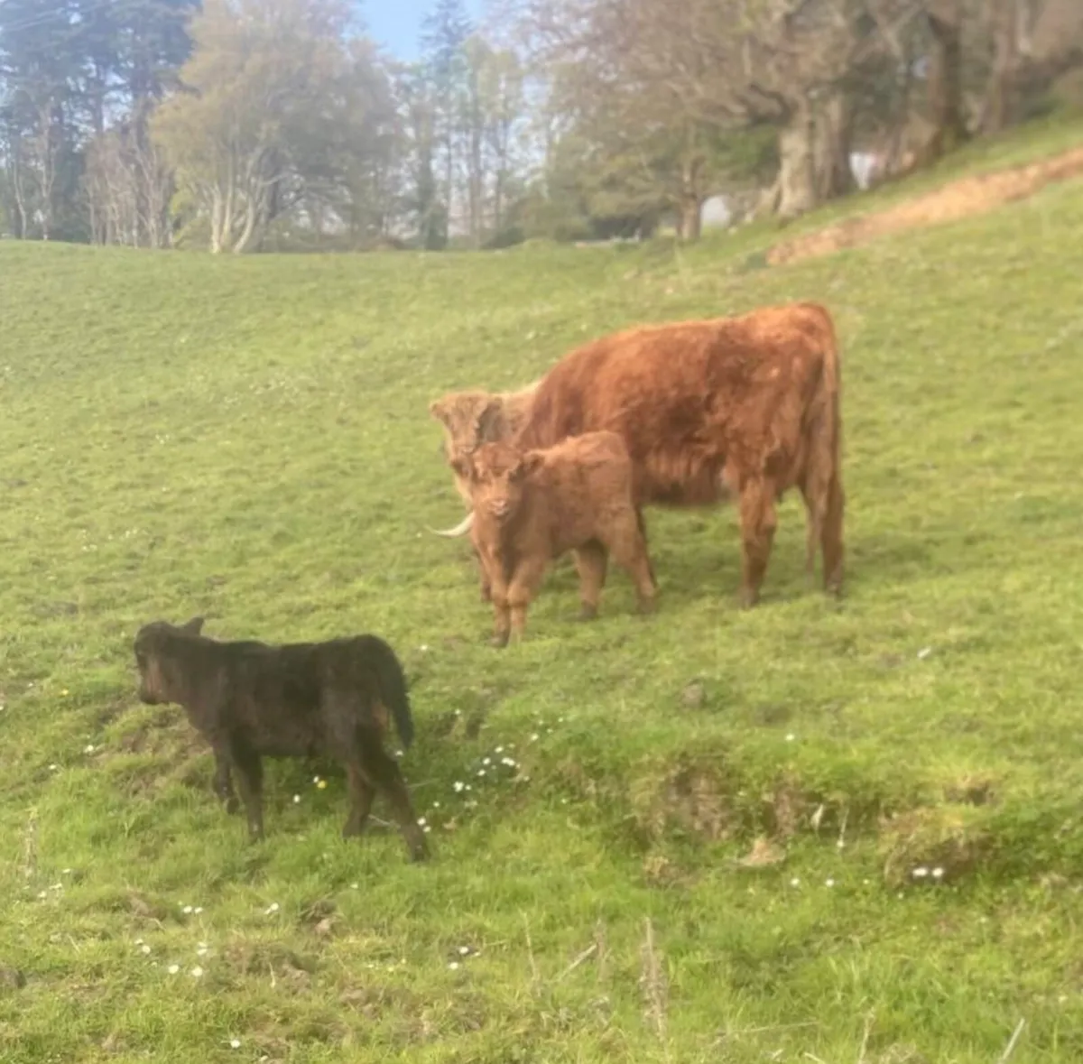 Miniature Highland Cows with calves at foot - Image 1
