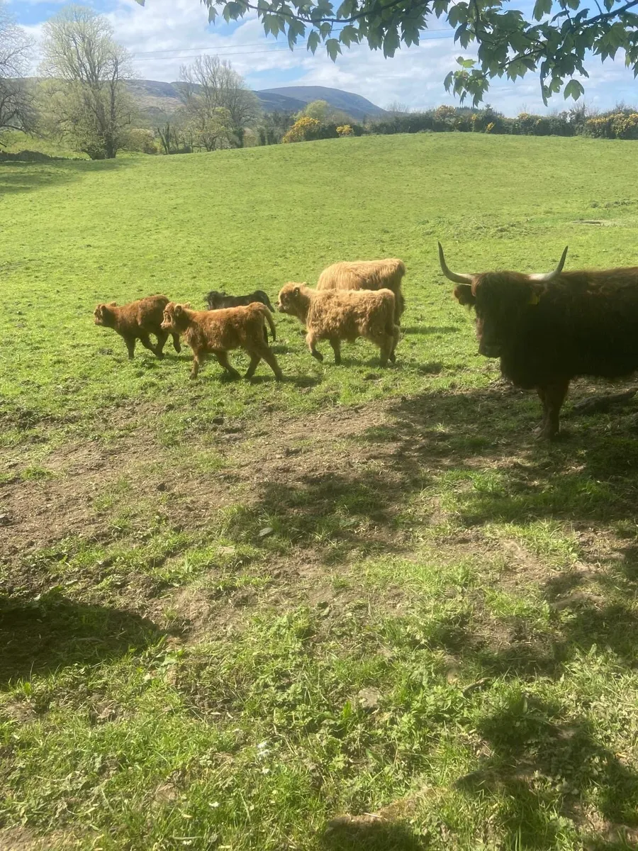 Miniature Highland Cows with calves at foot - Image 2