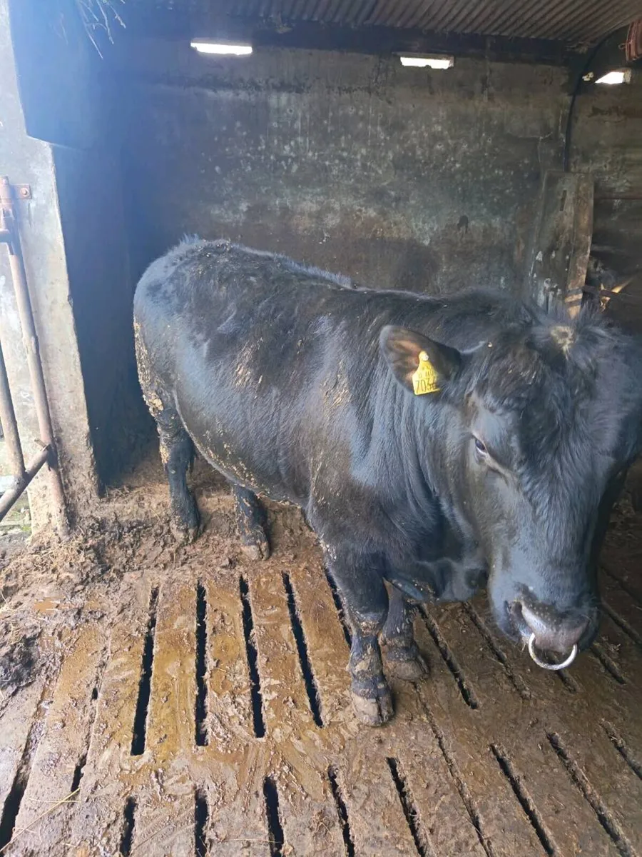 P.B. AA Bulls - Image 1