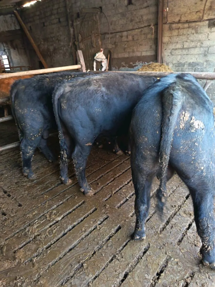 P.B. AA Bulls - Image 2