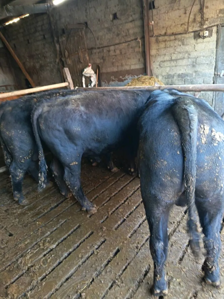 P.B. AA Bulls - Image 3