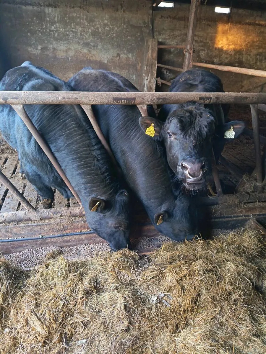 P.B. AA Bulls - Image 4