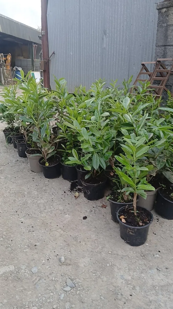 1.5-2foot laurel hedging €2.50 nationwid edelivery - Image 1
