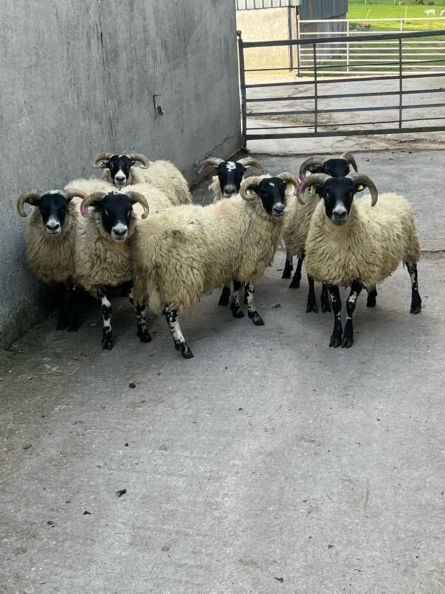 X8  Top Lanark hoggets - Image 2