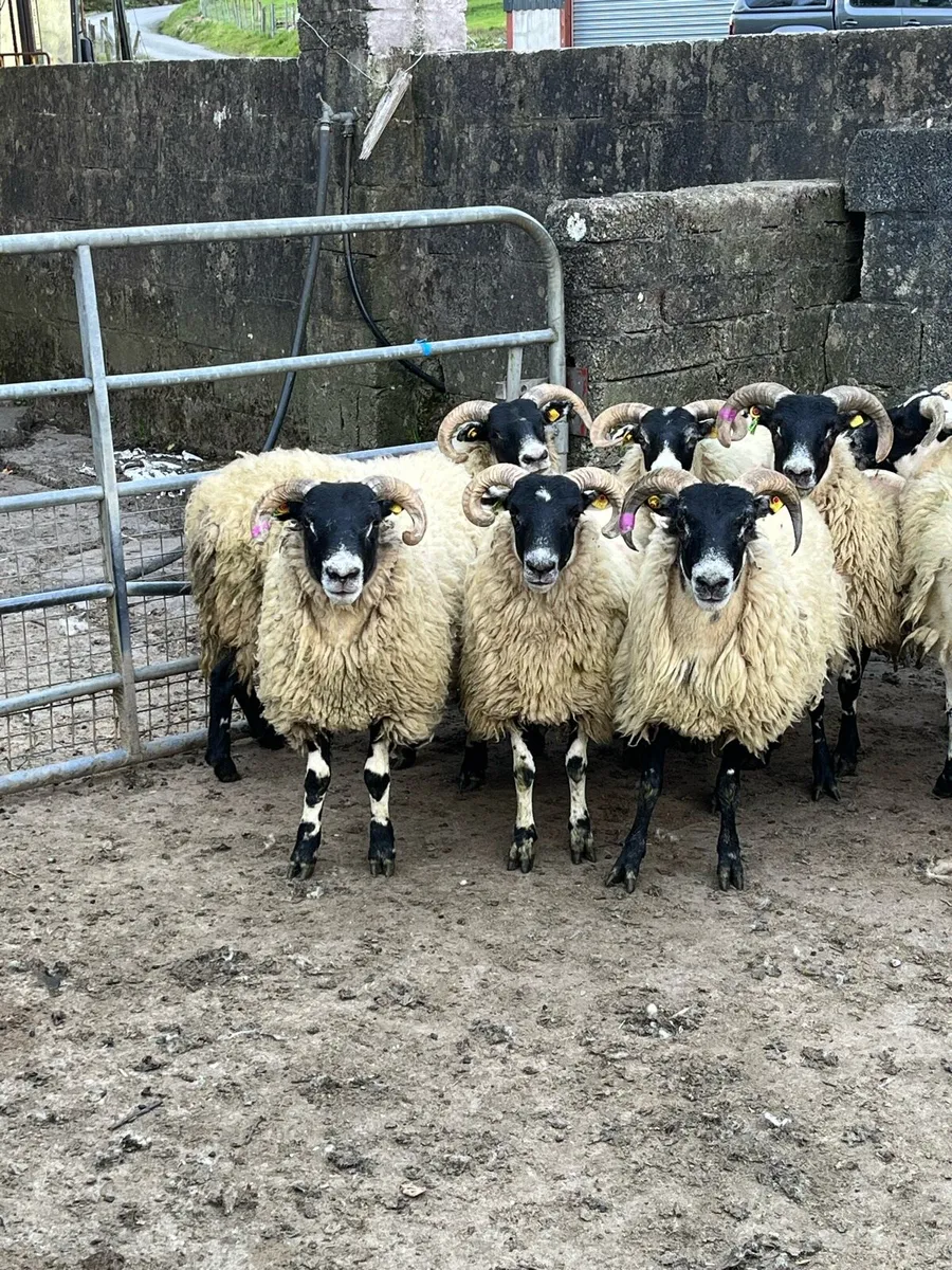 X8  Top Lanark hoggets - Image 1