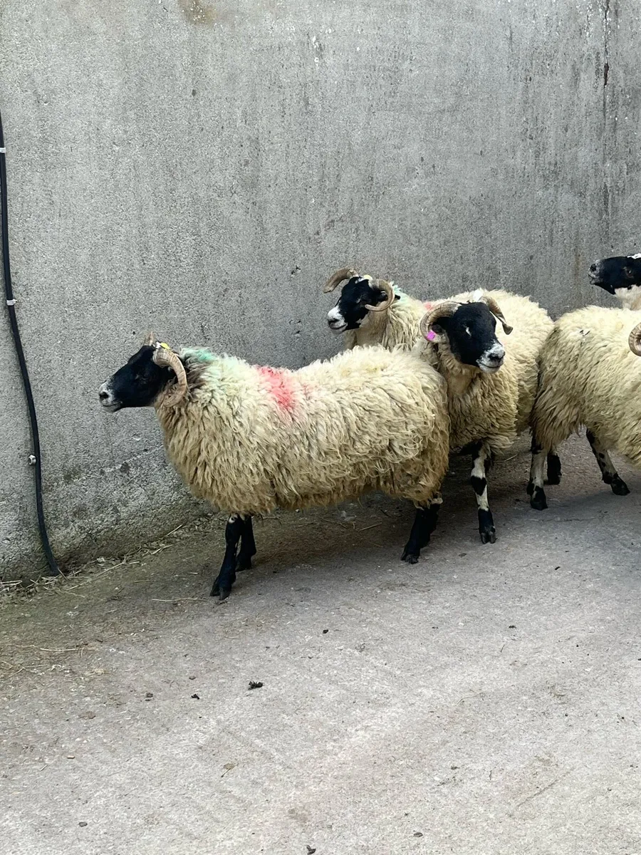 X8  Top Lanark hoggets - Image 3