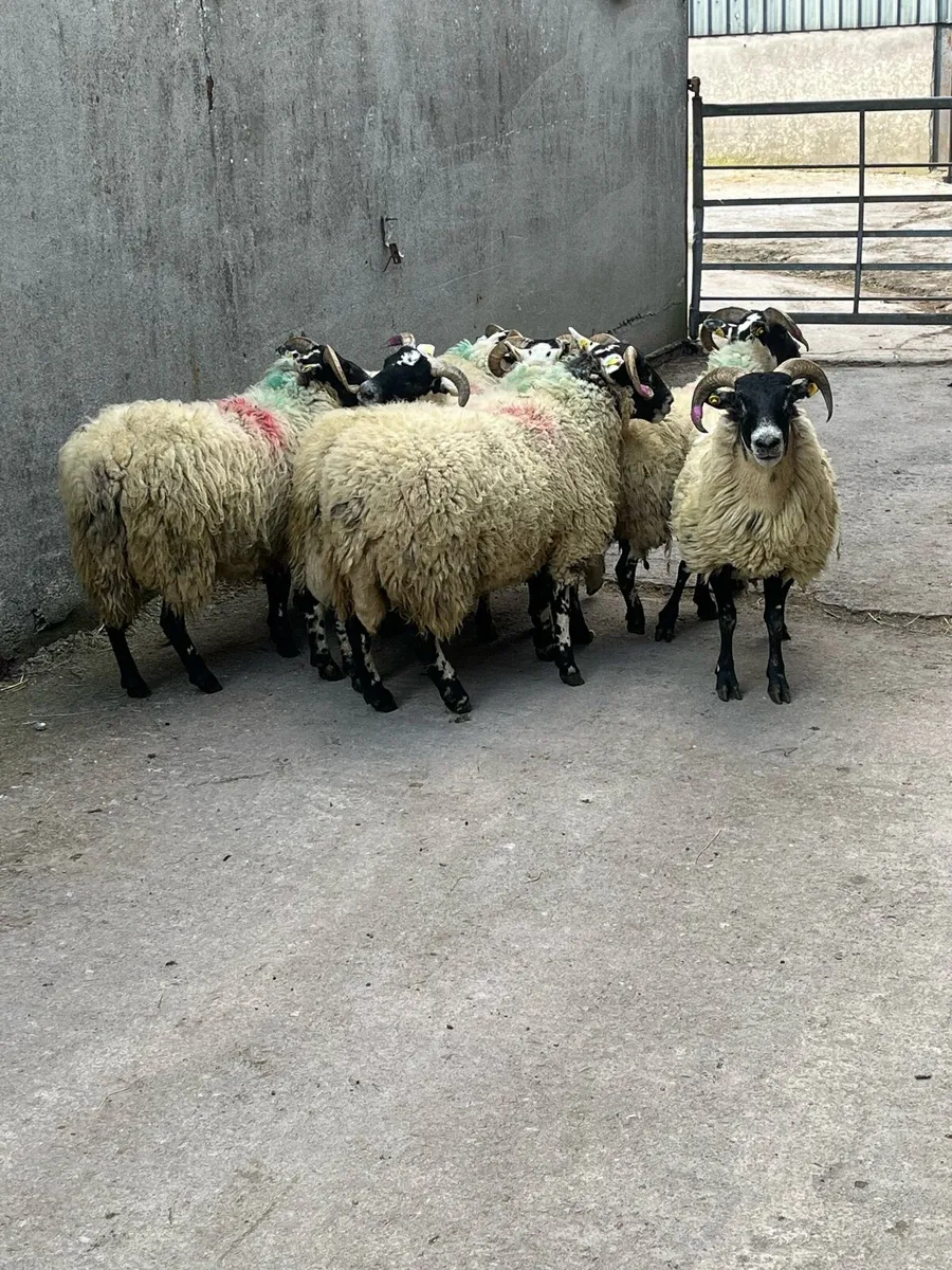 X8  Top Lanark hoggets - Image 4