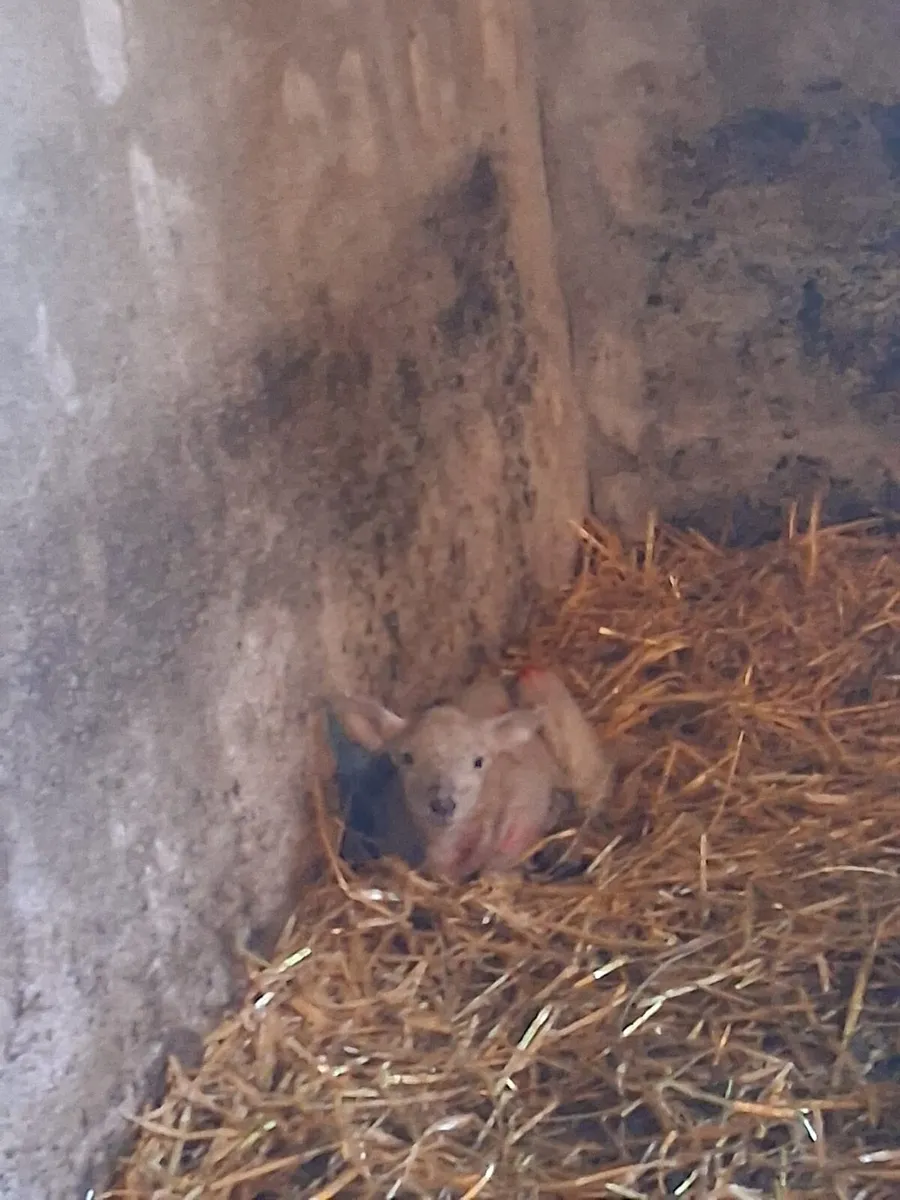 Foster Lamb Available