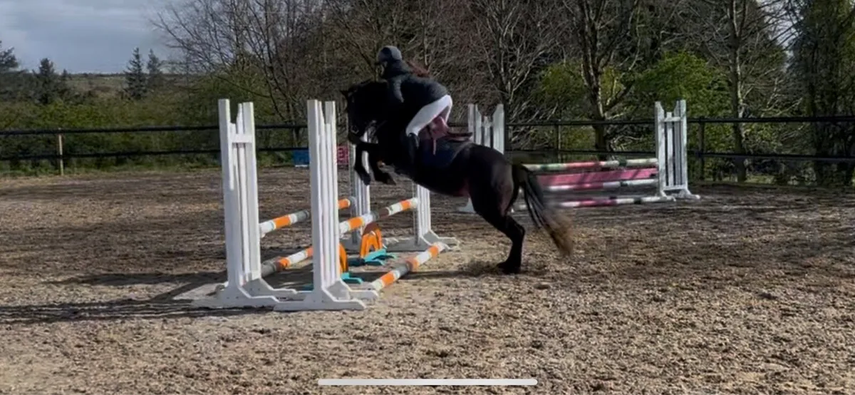 13h potential allrounder/show pony - Image 2