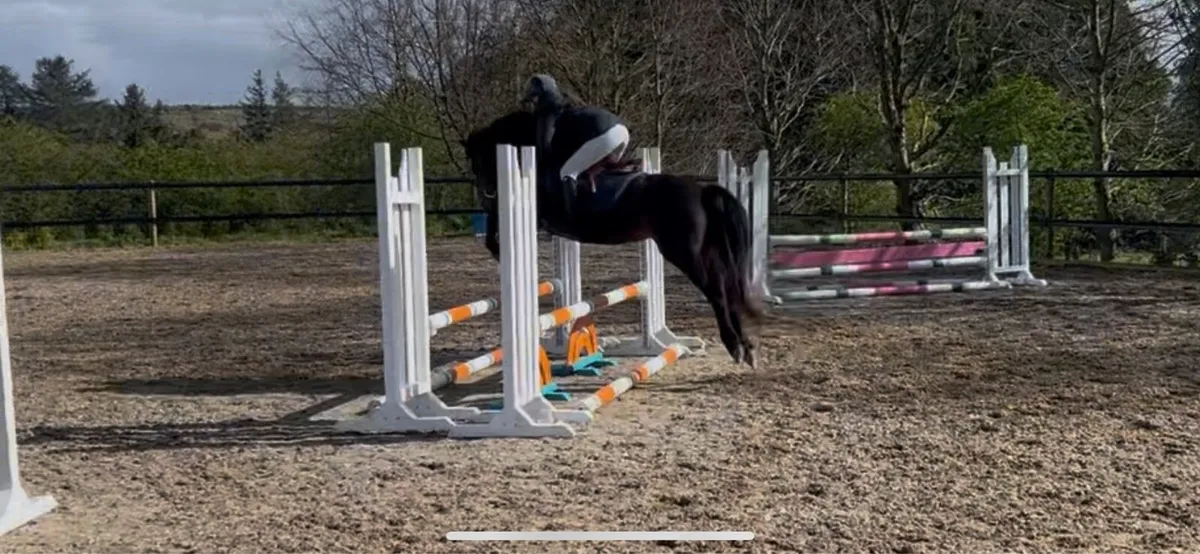 13h potential allrounder/show pony - Image 3