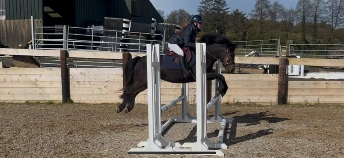 13h potential allrounder/show pony - Image 1