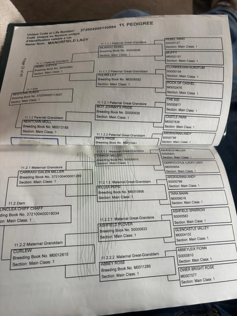 13h potential allrounder/show pony - Image 4