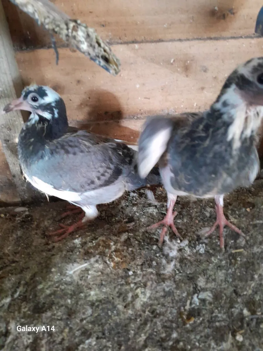 Young good quality pigeons - Image 1