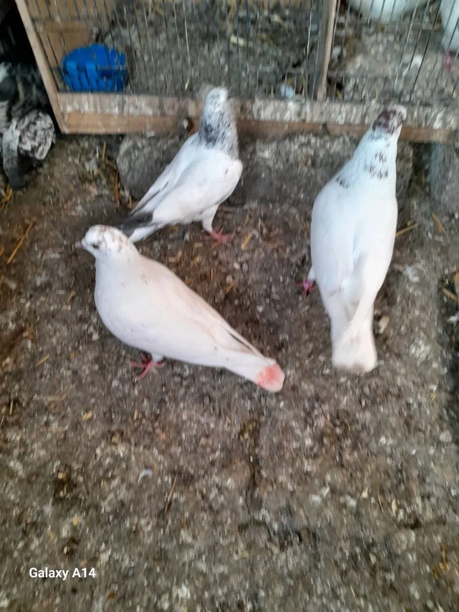 Young good quality pigeons - Image 2