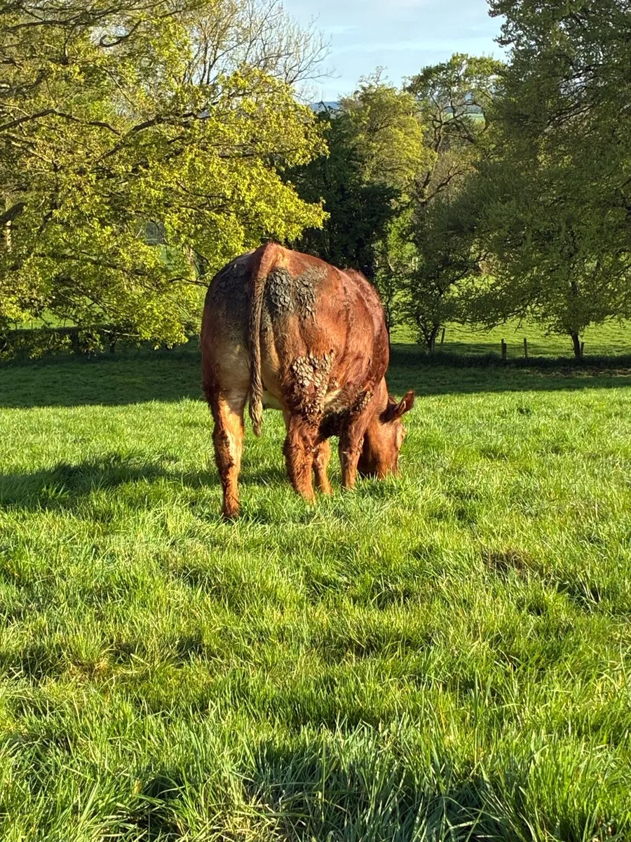 🌟Exceptional Incalf Heifer's🌟 - Image 4