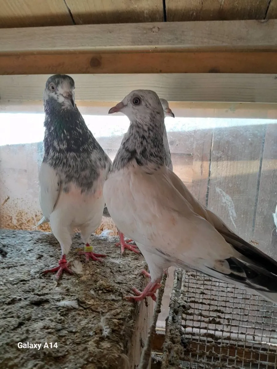 Young good quality pigeons - Image 3