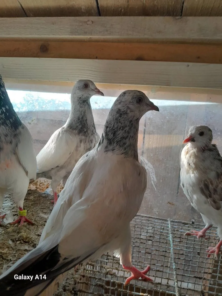 Young good quality pigeons - Image 4