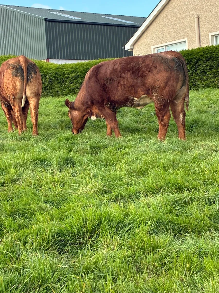 🌟Exceptional Incalf Heifer's🌟 - Image 1