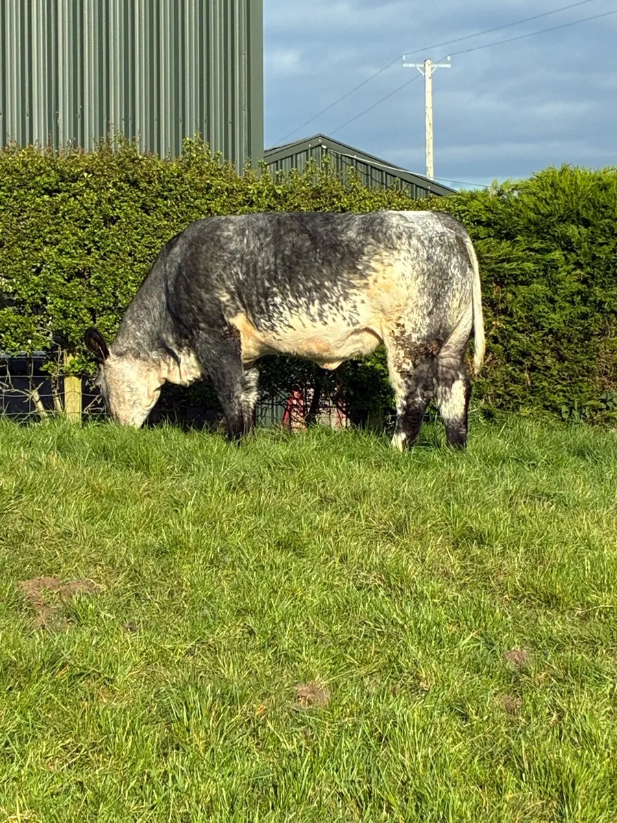 🌟Exceptional Incalf Heifer's🌟 - Image 2