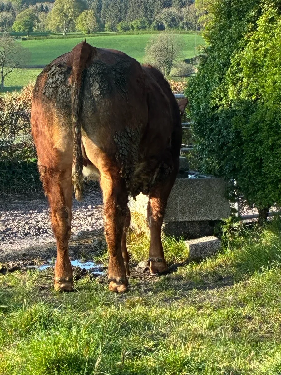 🌟Exceptional Incalf Heifer's🌟 - Image 3