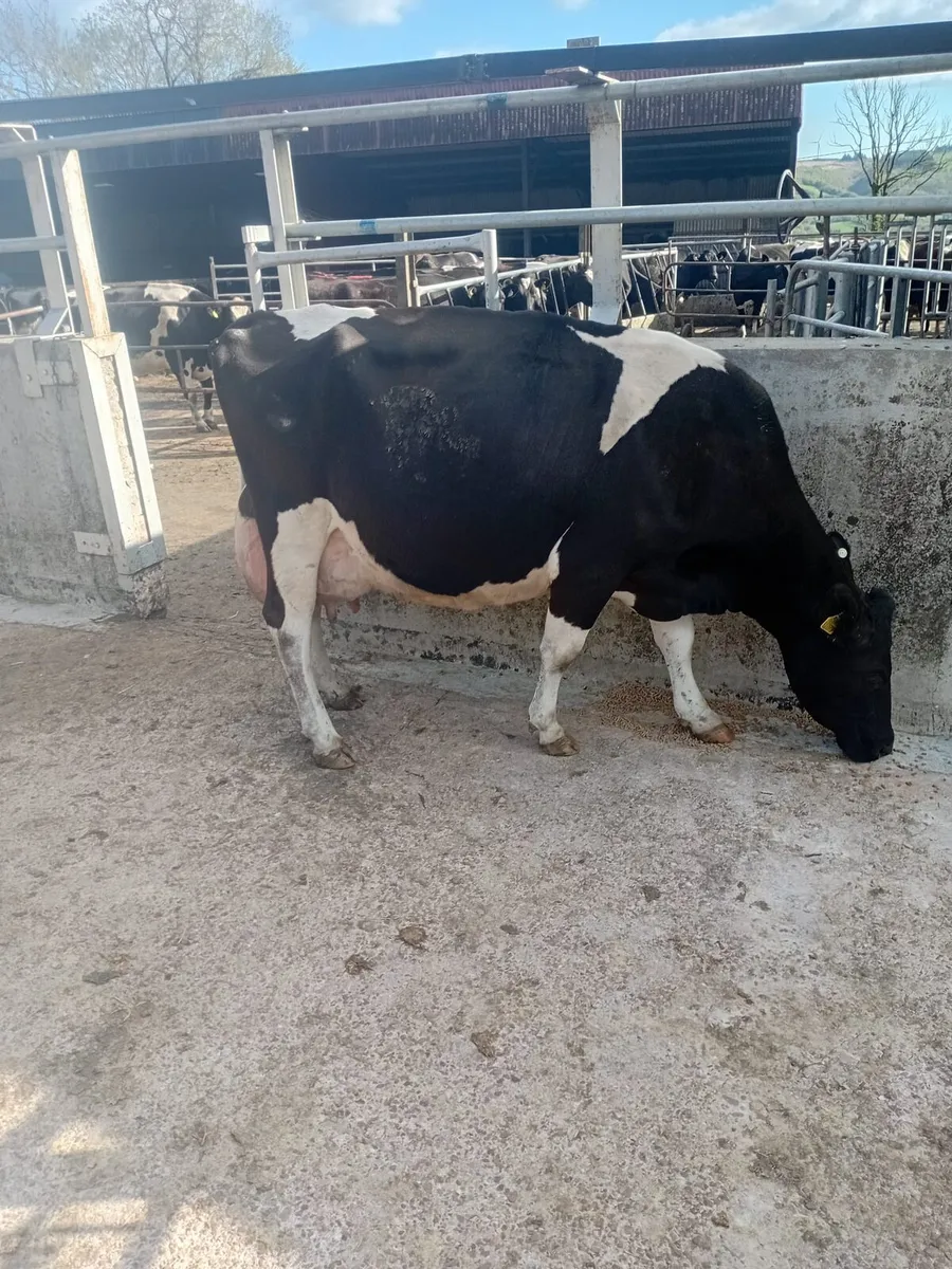 Friesian Cow & 3 Friesian Bull Calves At Foot - Image 2