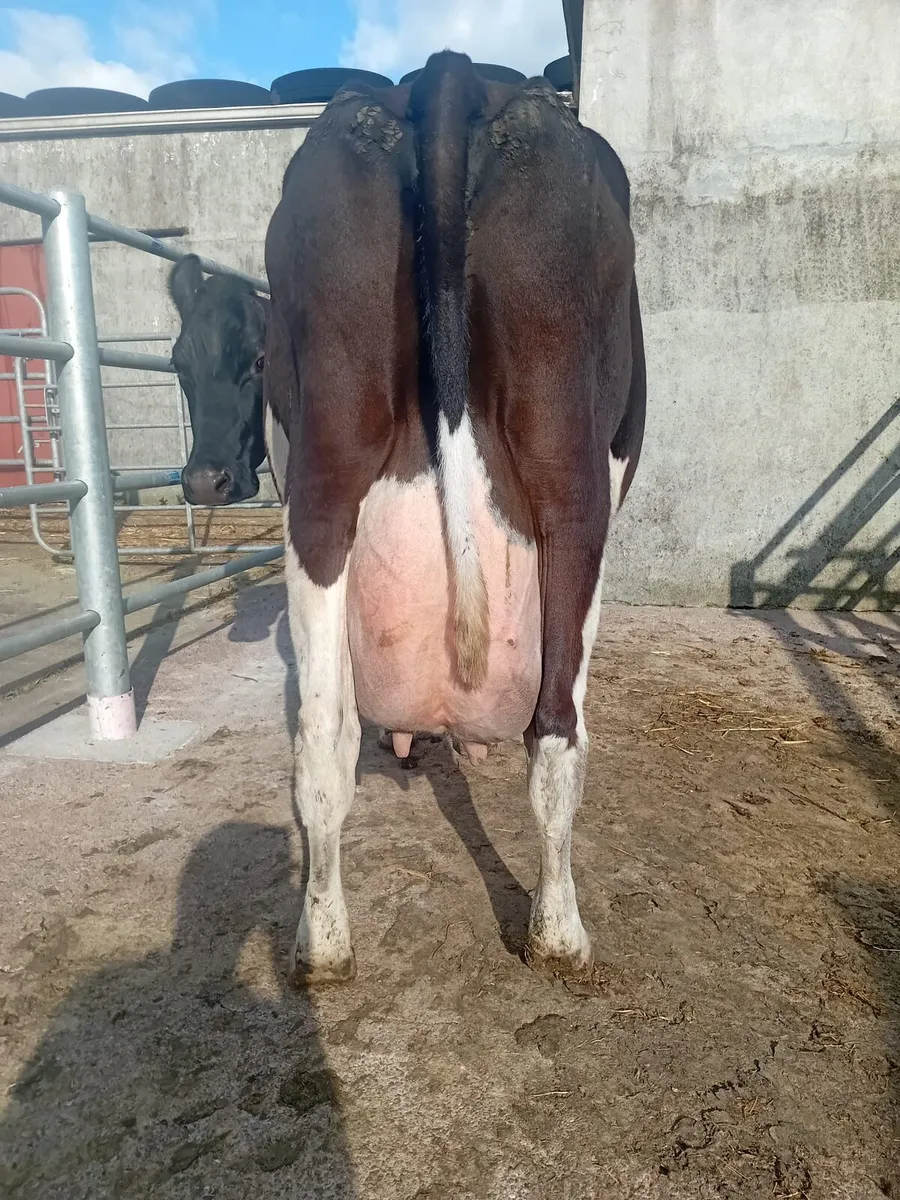Friesian Cow & 3 Friesian Bull Calves At Foot - Image 3