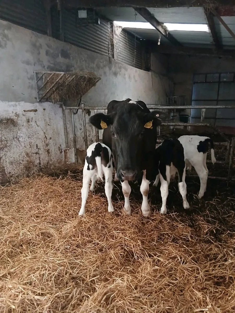 Friesian Cow & 3 Friesian Bull Calves At Foot - Image 1