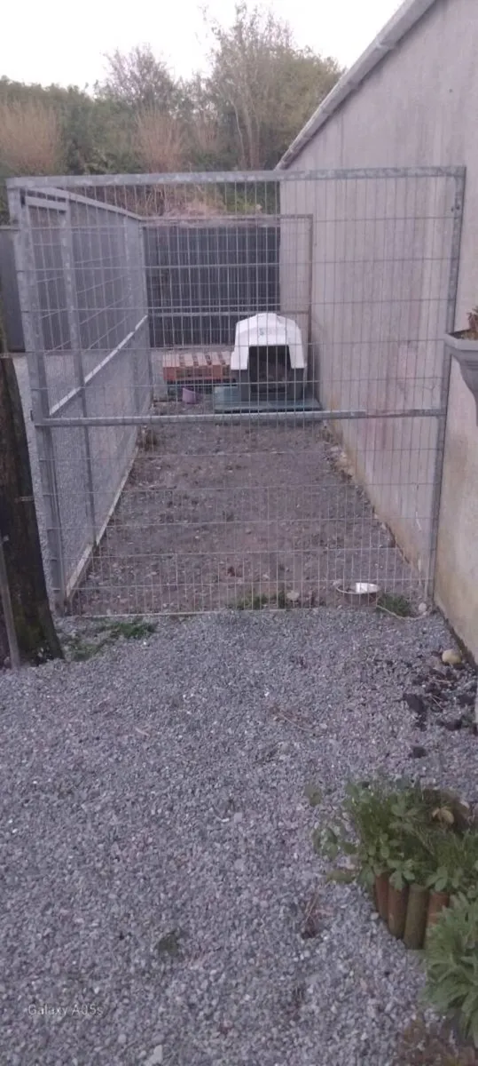 Dog Run - Image 3