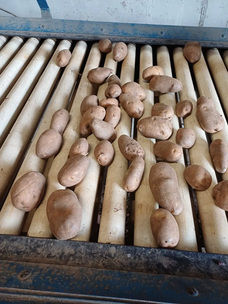 Golden Wonder Potatoes - Image 2